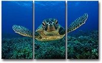 B2836  Marine Life Wall Art Turtle Swimming 3 Pa