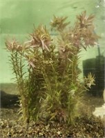 Rotala Indica Bunches