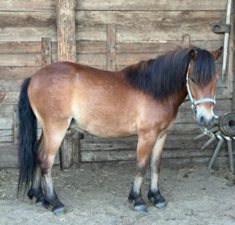 Catalog Horse Sale Sunday July 7th