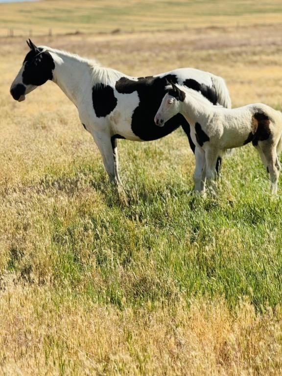 Catalog Horse Sale Sunday July 7th