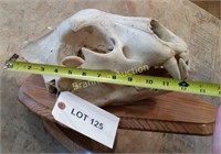 African Lion Skull on Plaque**