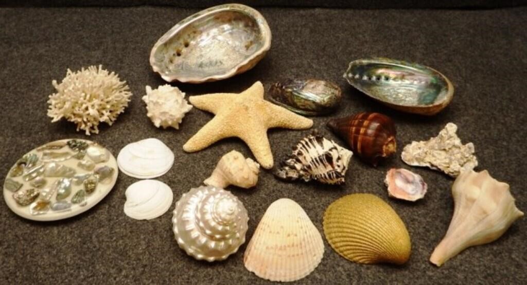 Seashells, Starfish, Abalone, Coral, Trivet & More