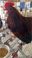Red Cochin bantam rooster