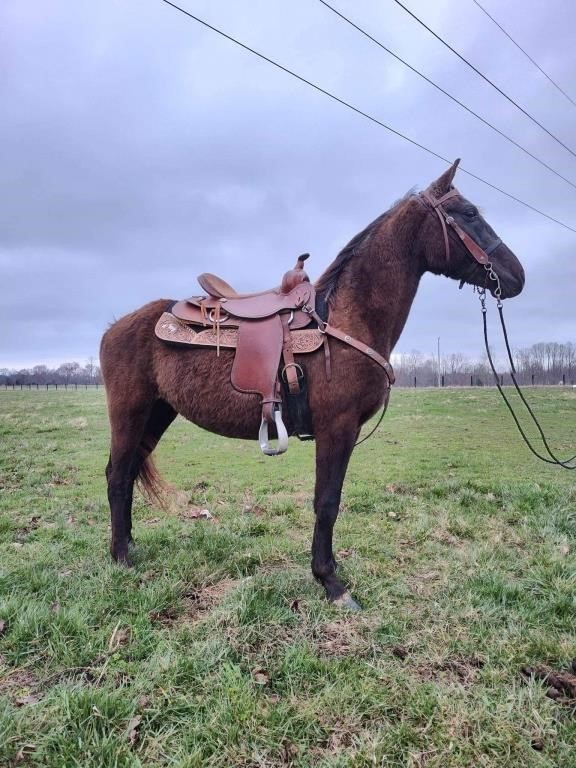 Midnight - 4 YO Black TWH Gelding