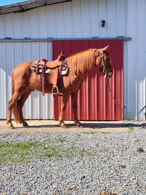 John - 4 YO Sorrel TWH Gelding