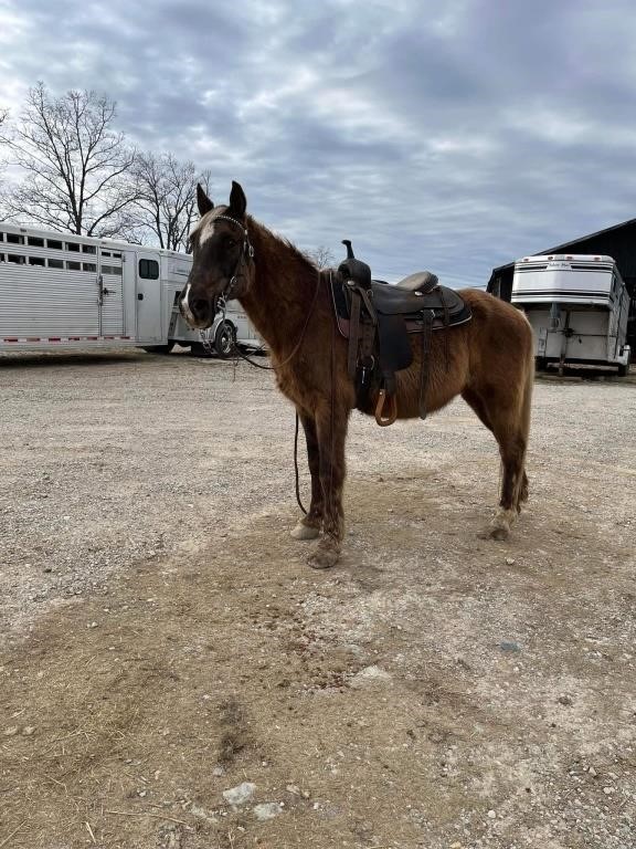 Rocky - 14 YO Rocky Mtn Gelding