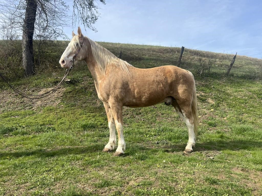 Chief - 12 YO Chromed Palomino Saddle Gelding