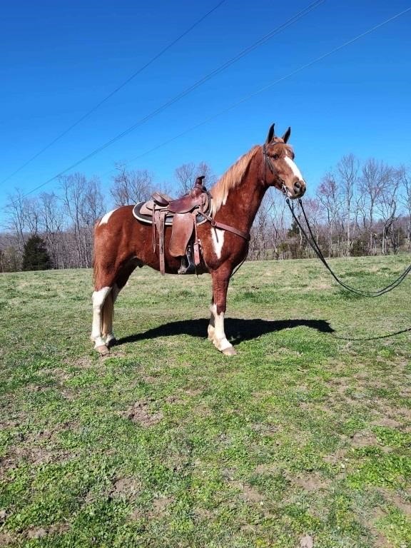 Gen's Dressed For Fun - 2014 Model Spotted Gelding