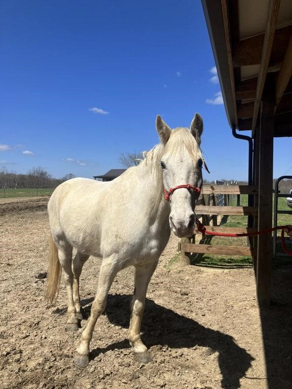 Zee - 9 YO Gray Gelding