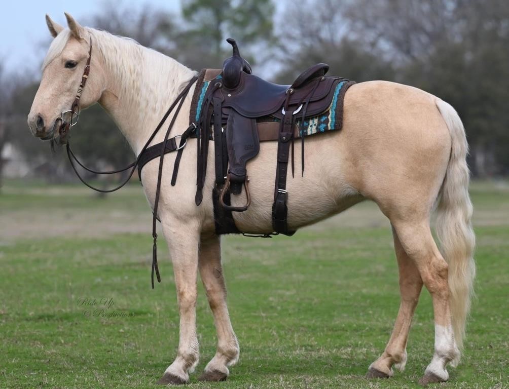 Boujee' - 4 Yr Old Palomino TWH Mare (Rides/Works)