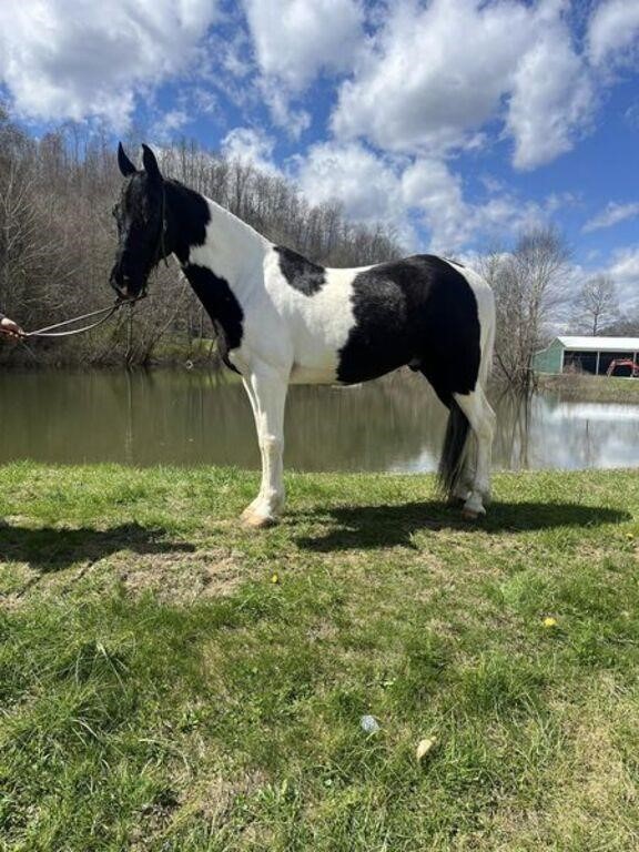 Jake - 10 YO Black & White Spotted Gelding