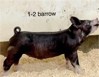 1-2 Barrow ~P&O Showpigs~ OPEN BAR X FAMILY JEWELS