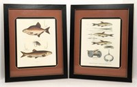 Fish Prints Lot of 2