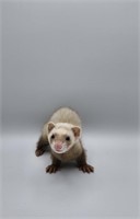 Female #2- Baby Ferret - 7 weeks old