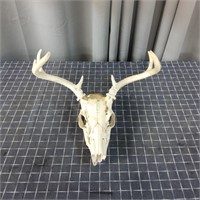 P2 6pt Deer Skull