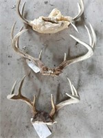 3 Sets of Deer Horns