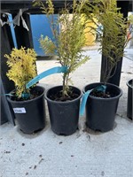 3 Lots of 1 ea 1 Gal Night Light Hinoki Cypress