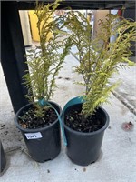 2 Lots of 1 ea 1 Gal Night Light Hinoki Cypress