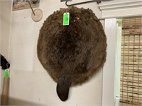 Beaver Pelt 28” Diameter