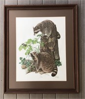 Framed Richard Timm Raccoon Print