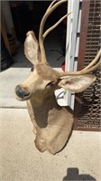 Five point antler deer elk head mount