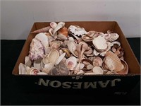 Box of seashells