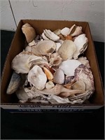 Box of seashells