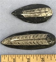Lot with 2 orthoceras fossils about 3.5" long   (a