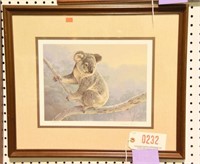 Framed print of Koala Bear S/N Daniel Smith