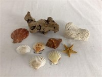 Seashells, Driftwood, Star Fish