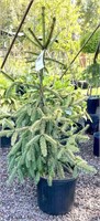 (1) Gold Drift Weeping Norway Spruce - 3 gallon