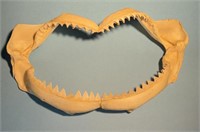 Authentic Mako Shark Jaws Caught in 1985