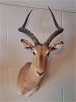 South Africa Taxidermy Impala Shoulder Mount