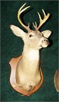 White Tail 8 point trophy mount