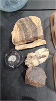 PETRIFIED WOOD & FOSSILS