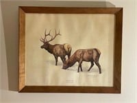 American Elk by Guy Cohleach