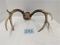 Deer Antlers