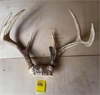 Deer Skull Cap