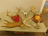 Deer / Moose antlers various sizes