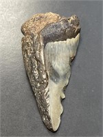 Megladon Shark Tooth Fossil