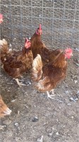 5- Red laying hens about 15 months old