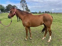 (VIC) PIPPA - WELSH B MARE