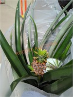 Pineapple plant