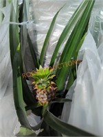 Pineapple plant