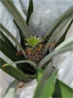 Pineapple plant