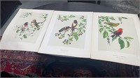 Three Bird & Flower Prints by James Gordon Irving