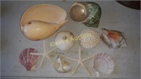 Sea Shell Collection Estate !