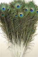50 Pcs Natural Peacock Feathers : Various Sizes