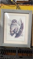 Owl picture