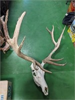 6 x 5 Elk Skull Taxidermy Décor